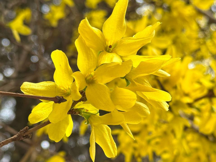 Ужгород у передчутті сакурового цвітіння: місто вже наповнюється весняними барвами