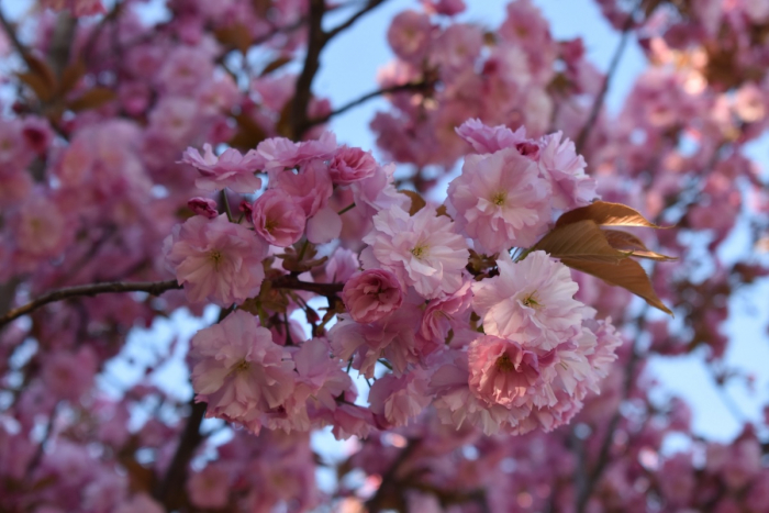 Під час «Сакура фесту» в Ужгороді на військо зібрали понад 1,2 млн грн
