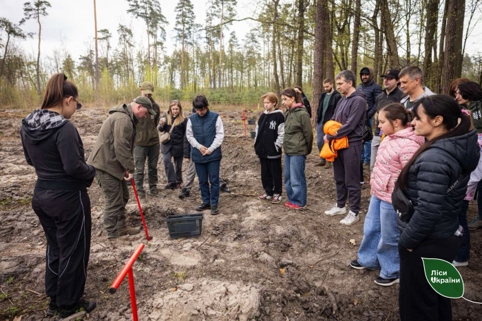 Мільйони сіянців для майбутнього лісу: на Львівщині триває весняна лісокультурна кампанія
