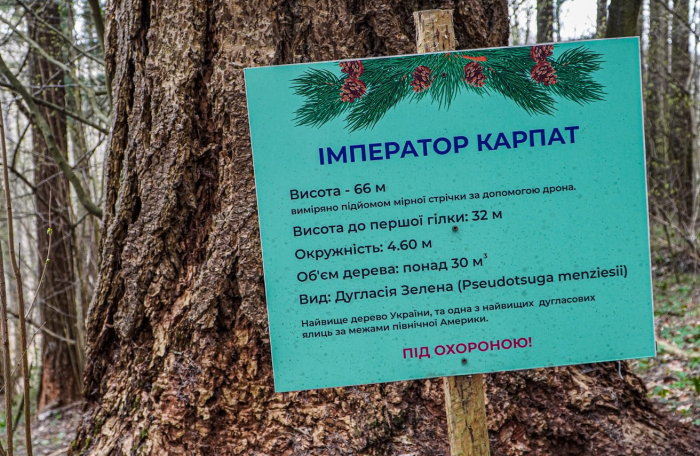 Справжній гігант Карпат! На Закарпатті росте дерево, яке вважають найвищим в Україні та Східній Європі (ФОТО)