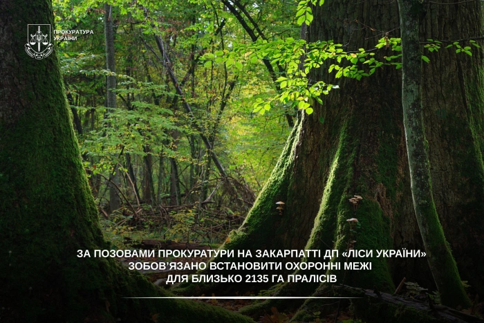 За позовами прокуратури на Закарпатті ДП «Ліси України» зобов’язано встановити охоронні межі для близько 2135 га пралісів