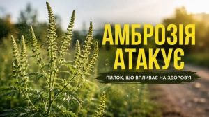 Амброзія на Закарпатті: звідки взявся «американський» бур’ян і як глобальне потепління сприяє його поширенню